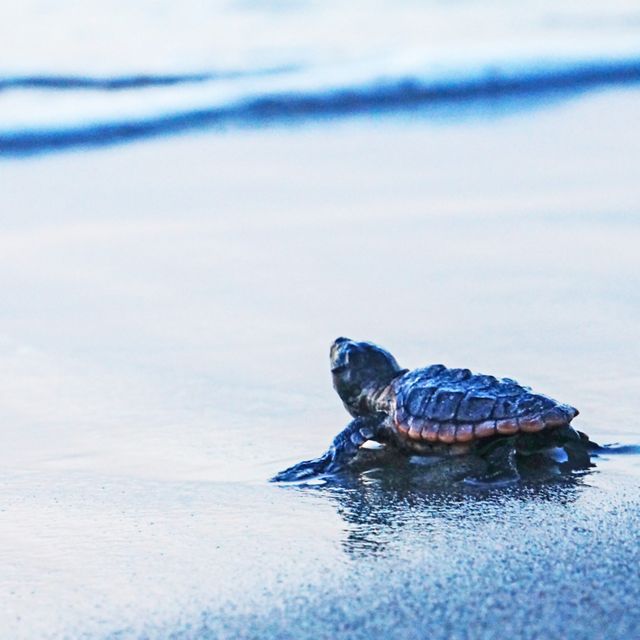 Una tortuga marina caguama recién nacida se prepara para su vida en el océano