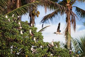 An abundance of seabirds nest in native trees at Palmyra Atoll.