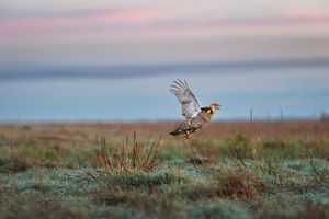 A prairie chicken takes flight over a grassy Texas prairie, with blurred grassland stretching into the distance under a cloudy blue-gray sky.