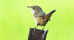 Close-up of a small bird standing on a post against a light green background.