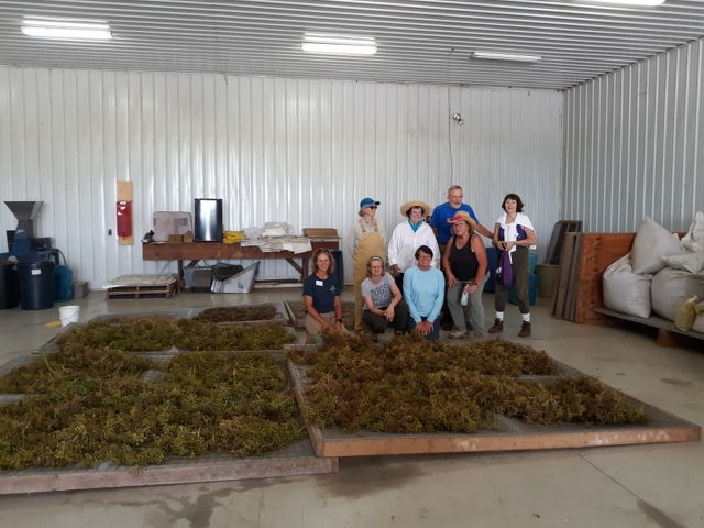 A small group of people gathered in a barn stand near a pile of freshly collected prairie seed.