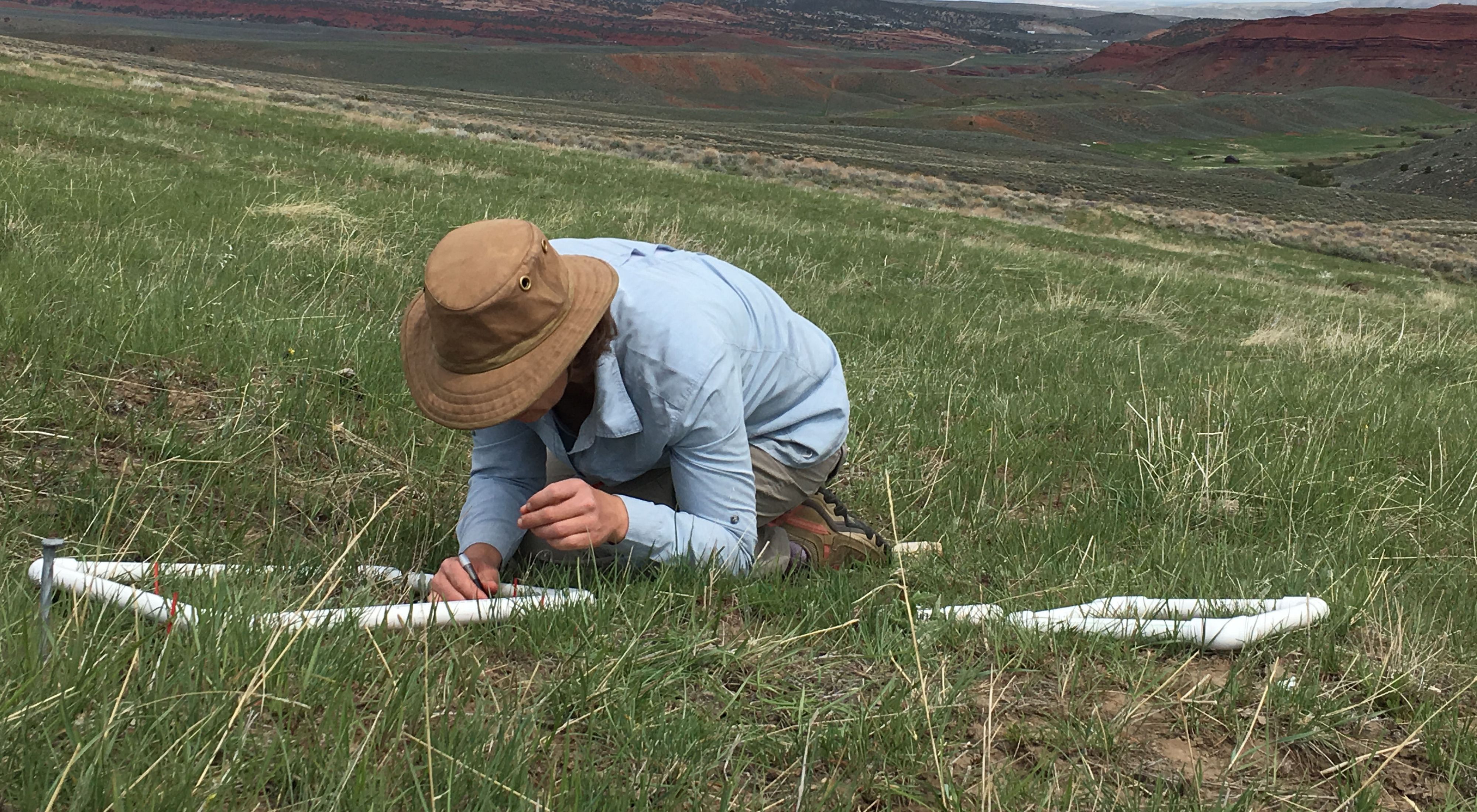 Person in a field, kneeling over a square frame made of PVC pipe and studying grasses.