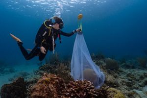 A woman installs a coral spawning net.