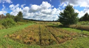 A cranberry nursery in a field under blue skies with puffy clouds.