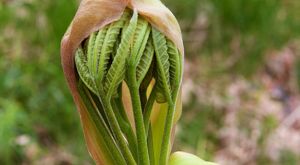 Delicate green leaves are folded under a split, brown seed cover.