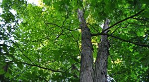 Looking up into a tree's spreading, green canopy.