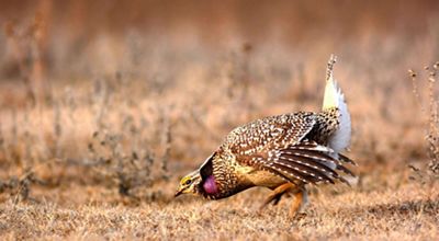 A sharp tailed grouse performing its mating dance.