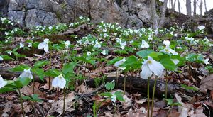 White flowers with green leaves grow among brown fallen leaves and tree roots. 