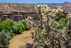 View looking down on the Virgin River llined with riparian vegetation and cacti.