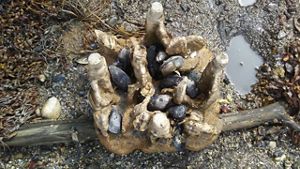 A textured tile holds young shellfish.