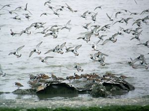A flock of white birds with black throats in flight over the shoreline of the Delaware Bay.  Beneath them a group of birds stand together on a clump of rocks in the shallow water.