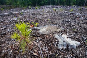 A green sapling emerges from soil.