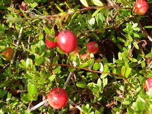 Fruit from the cranberry bog located at The Nature Conservancy's Shady Valley preserves in Tennessee.