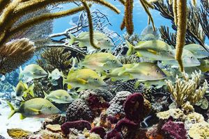 fish swimming in a reef.
