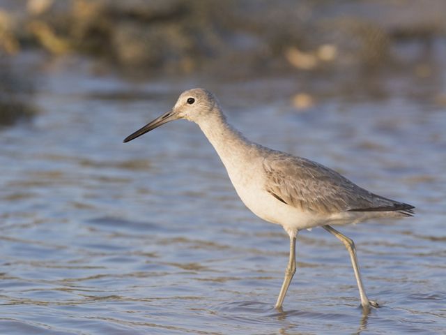 A bird with a long beek stands in water.