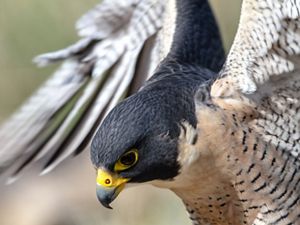 Closeup of the head and neck of a peregrine falcon--a bird of prey with a gray head, bright yellow skin around the eyes and beak, and white body feathers with a few black stripes.