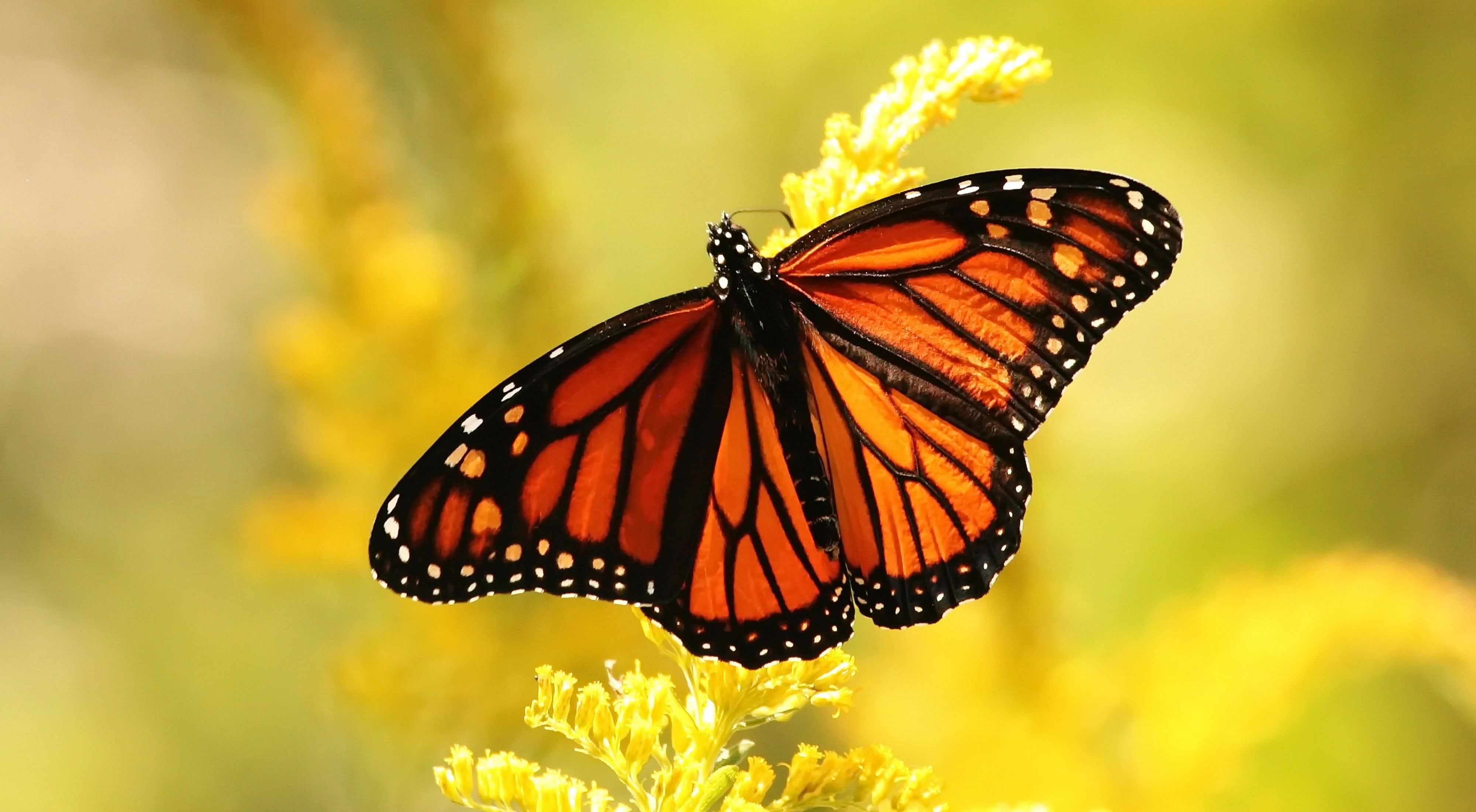 A monarch butterfly with spread wings on goldenrod flowers.
