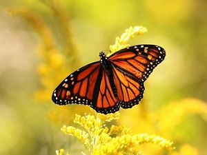 Goldenrod provides migrating monarchs with a vital food source.
