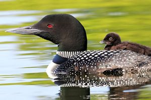 Common Loon and chick in a pond. 