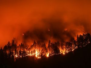 Orange flames engulf a forest at night.
