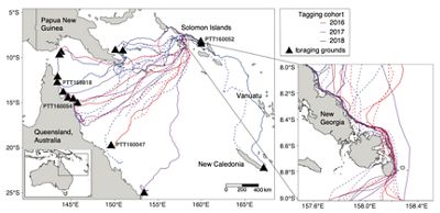 Map using GPS coordinates showing where hawksbills went after nesting in the Solomon Islands.