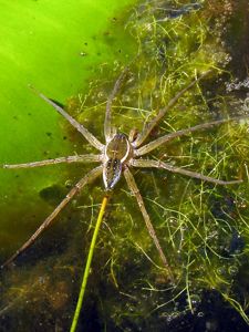 Six-Spotted Fishing Spider.