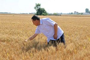 a man bends over to grab wheat in his field