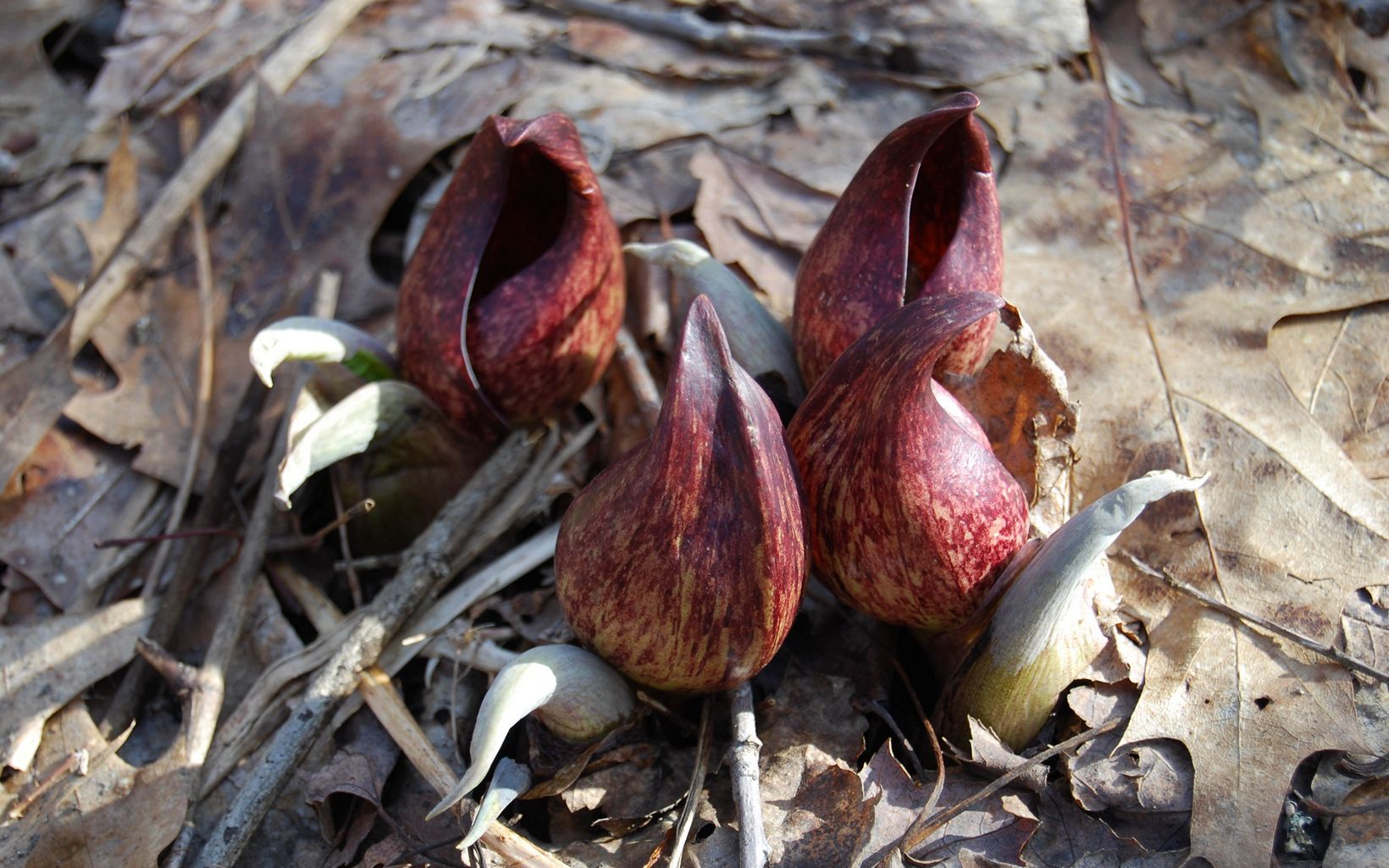Harbinger of Spring Emerging skunk cabbage is one of the very first signs that spring is on the way and are abundant at Big Darby Creek Headwaters Nature Preserve. © CammyBean, CC BY-NC 2.0