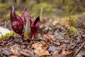 Burgandy and green leaves emerge from a wet and leafy forest floor.