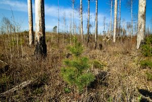 A young evergreen tree stands amid burned dead trees and dry grasses.