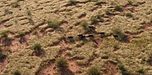 Aerial image of cows in grassland. 