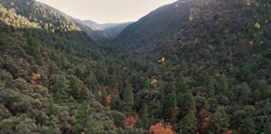 Trees and mountains. 