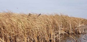 Duck hunter traversing a wetland through tall reeds, rifle in hand.
