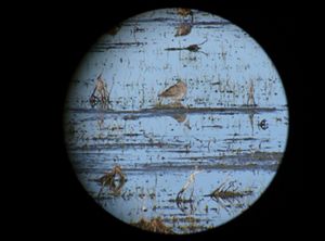 A brown wading bird standing among marsh plants in water, with black background surrounding the circular field of view of a spotting scope.
