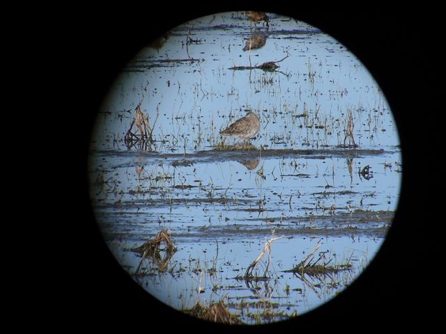 A brown wading bird sstanding among marsh plants in water, with black background surrounding the circular field of view of the spotting scope.
