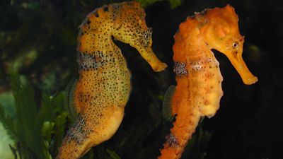 two orange seahorses face to the right, the left one has more speckles and a bigger belly than the one on the right.