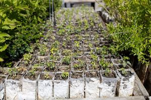 View looking across a large area filled with square white planter boxes that are growing seedlings.