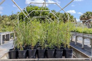 A wooden table holds a box of bushy, bright green tree seedlings in containers, ready to be planted.