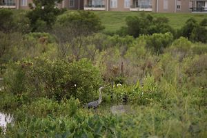 A heron wades through greenery in the Bucktown Marsh.