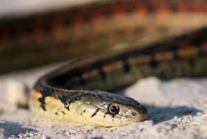 Close-up view of a garter snake.