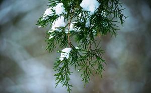 Closeup of the needles on a conifer with some snow on the needles.