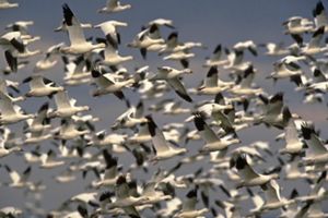 A large flock of snow geese flies across the sky.