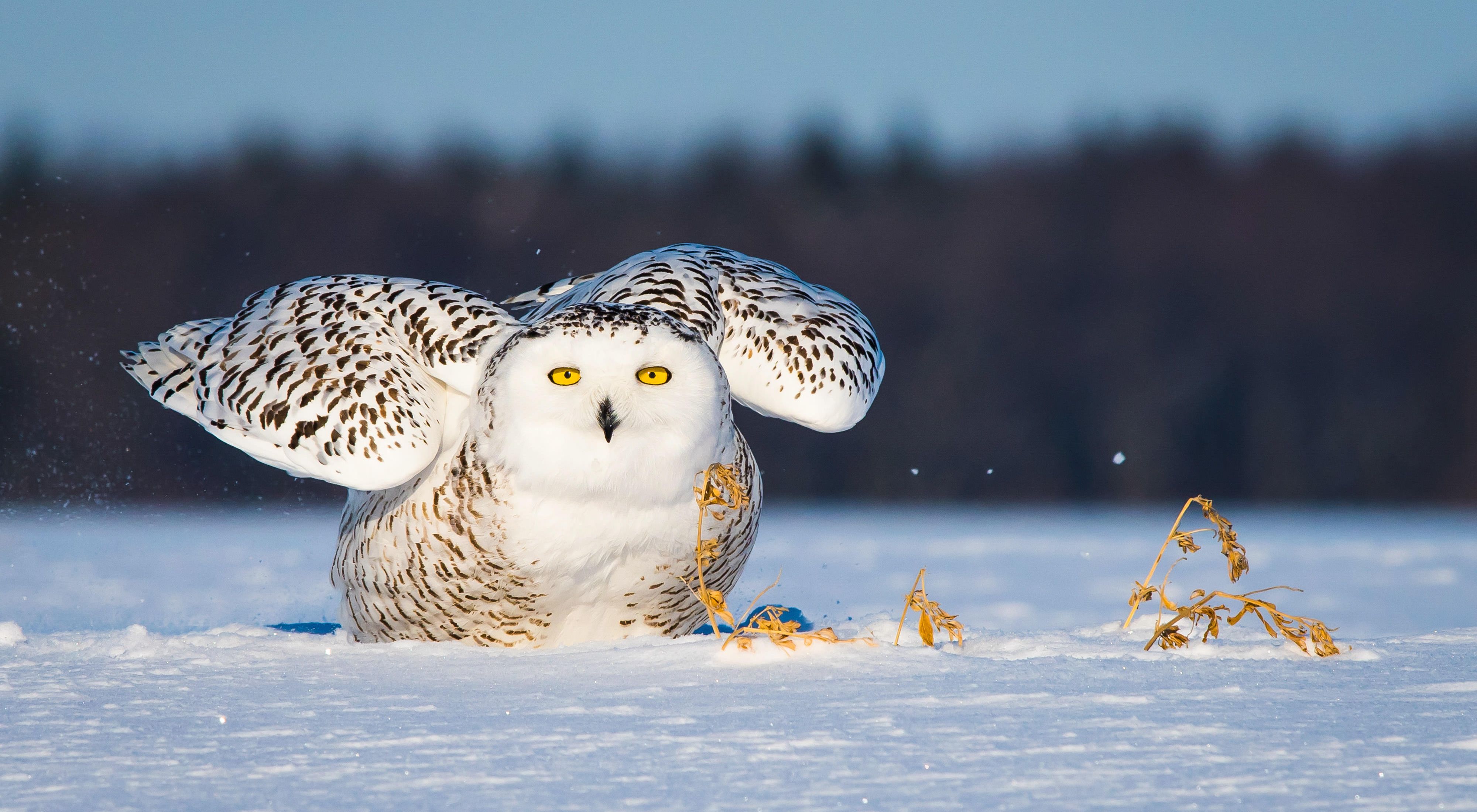 In recent years, snowy owls have shown up in Wisconsin in large numbers.