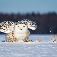 In recent years, snowy owls have shown up in Wisconsin in large numbers.