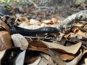 Closeup of a shiny black snake slithering across dried leaves.