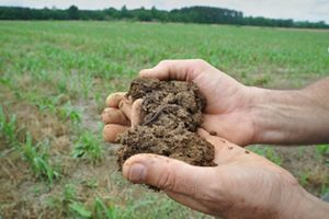Hands in a farm field, holding soil with earthworms in it.