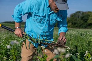 A man in a blue shirt with a shovel checks his crops in a farm field.