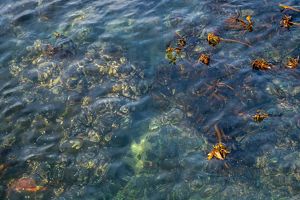 Kelp underwater.