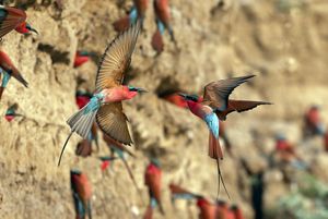 Carmine bee-eater colonies in South Luangwa National Park, Zambia. 