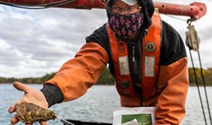 A man in orange waders holding a clump of oysters.